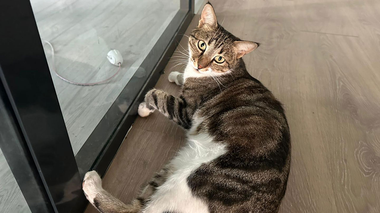 Kediler candır onlara sahip çıkalım