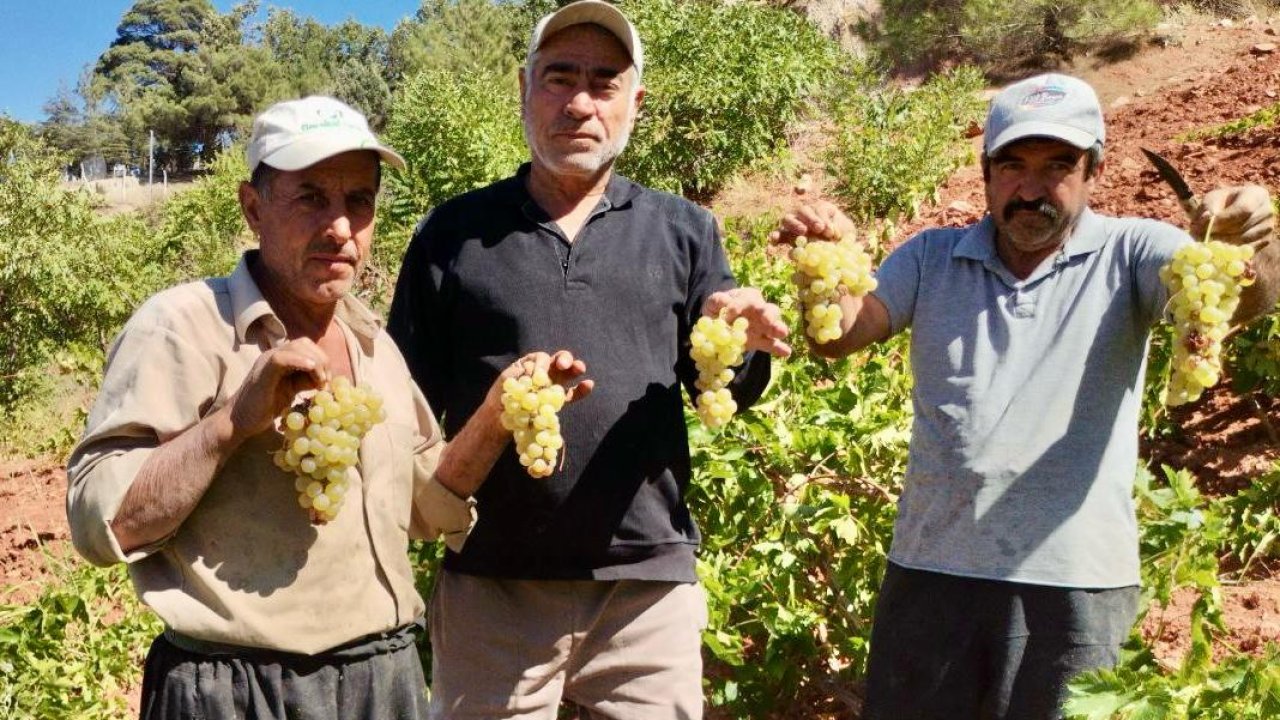 Kahramanmaraş'ta Kabarcık Üzümü hasadı başladı!