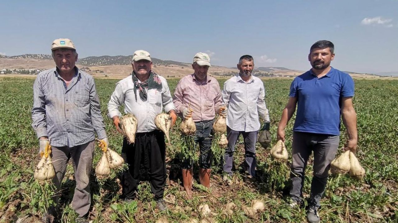 Kahramanmaraş Ovası’nda Bereketli Hasat: Şeker Üretiminde Rekor Geliyor