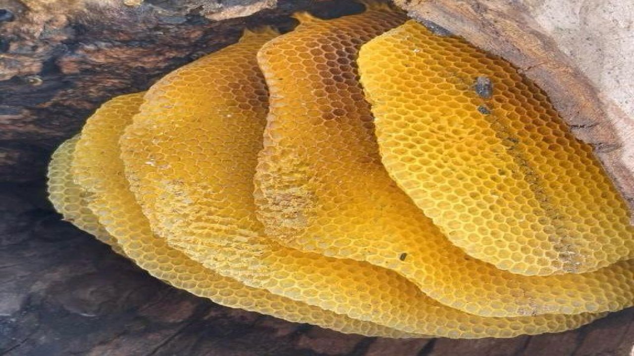 Kahramanmaraş’ta arıların izini sürerek para kazanıyor!