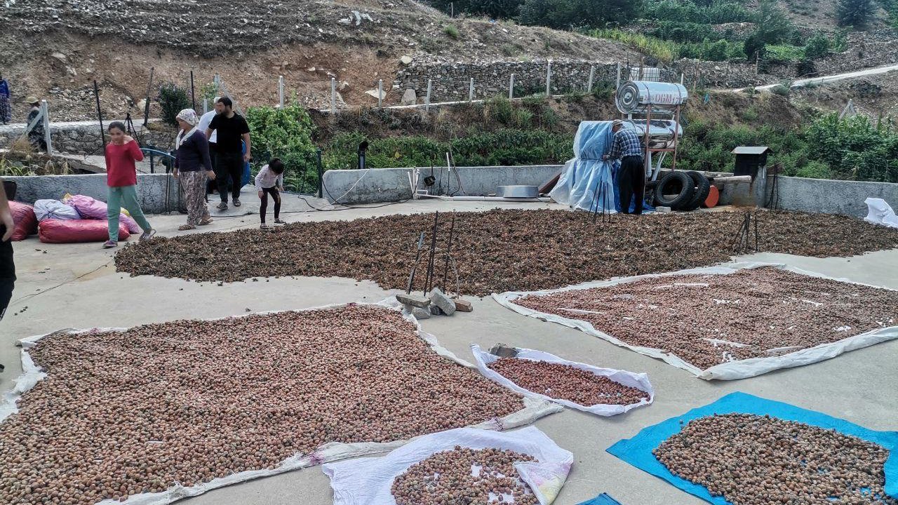 Kahramanmaraş’ta fındık gelir kapısı oldu!