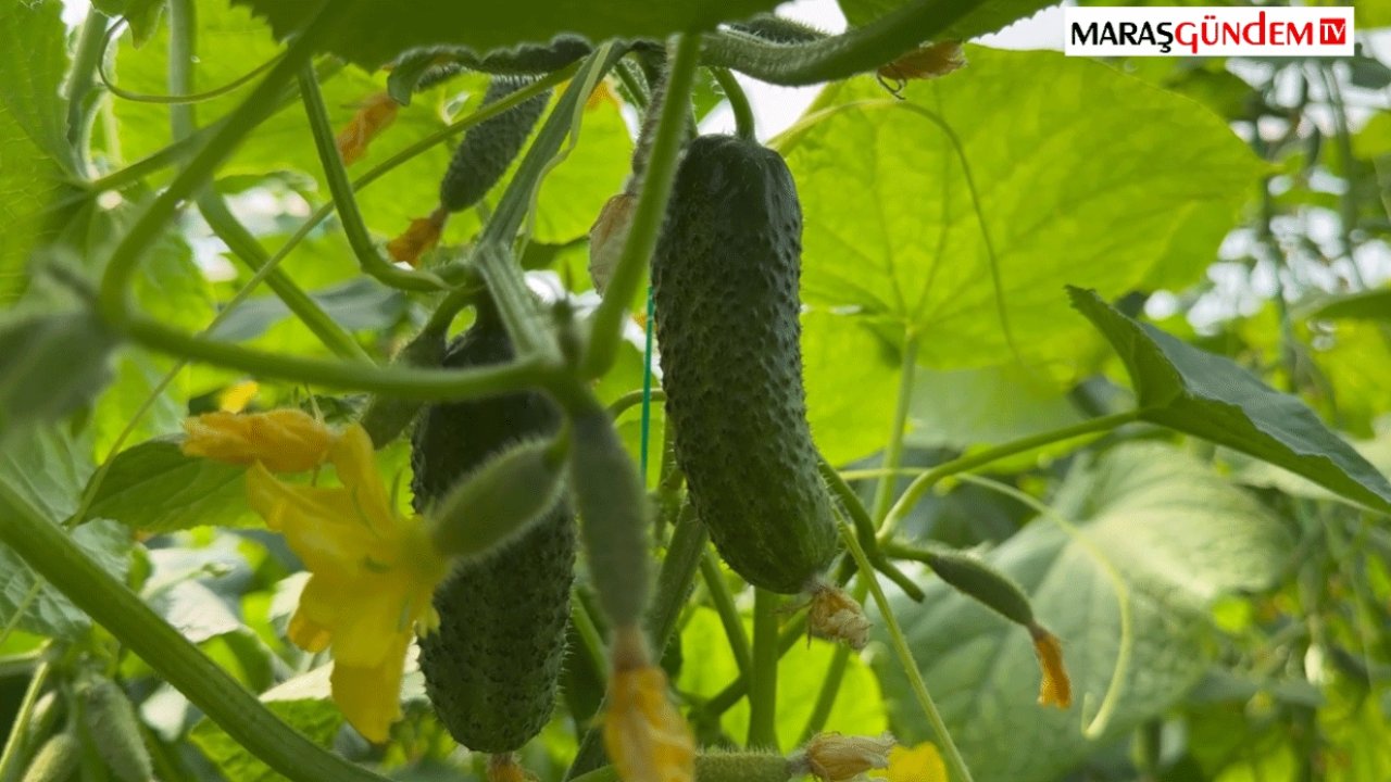 Kahramanmaraş’ta Kornişon Salatalık Hasadı Başladı!