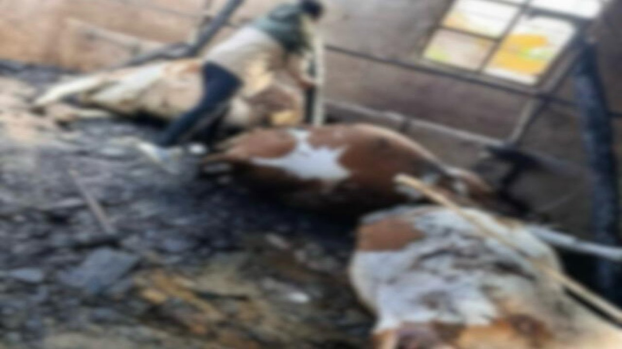 Kahramanmaraş’ta ahır yangını: 5 büyükbaş hayvan telef oldu!