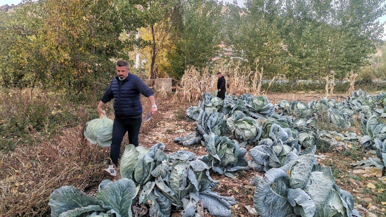 Kahramanmaraş’ta Dev Lahanalar Pazara İndi