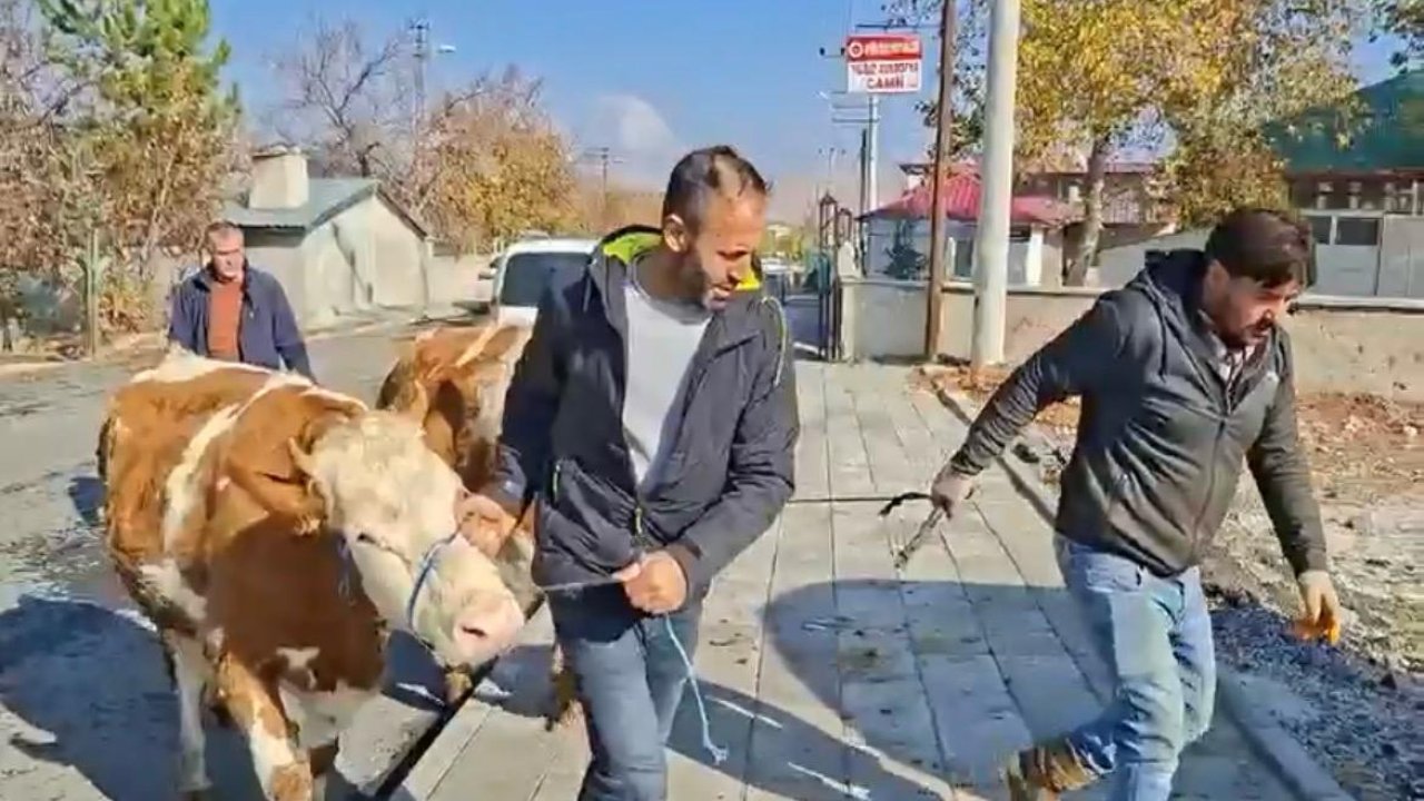 Şekerli Vakfı Yangın Mağduru Üreticiye Umut Oldu: 3 Damızlık Gebe Düve Teslim Edildi