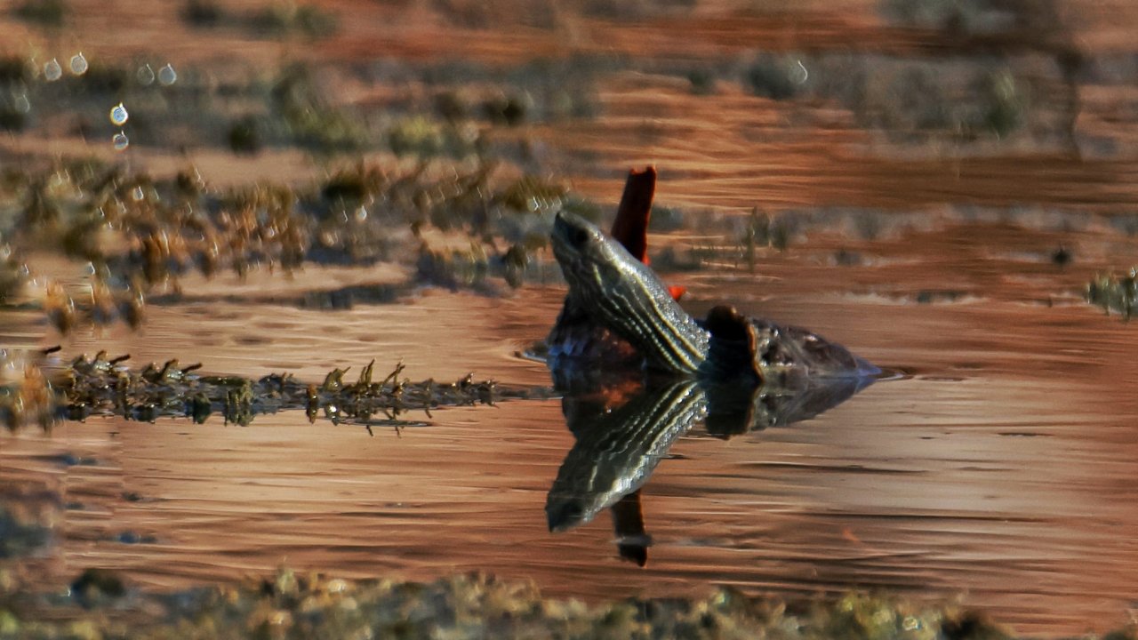 Nadir Görülen tür Kahramanmaraş’ta ortaya çıktı!