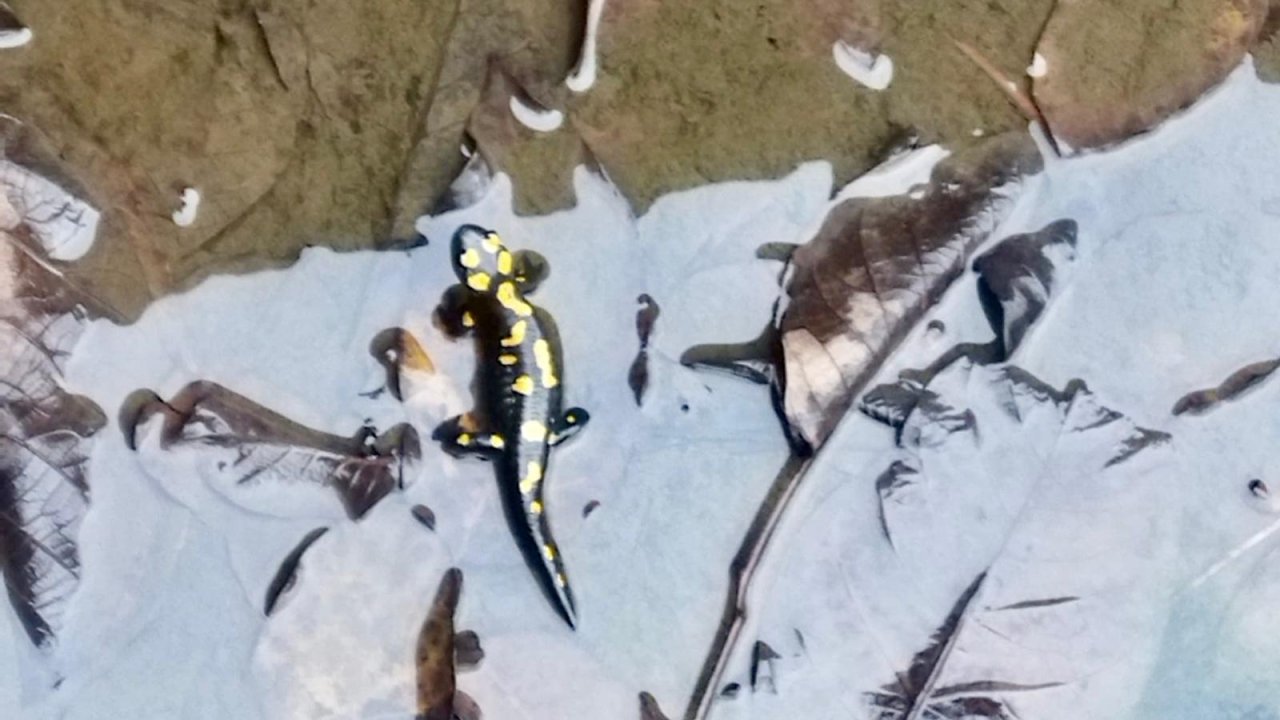 Kahramanmaraş’ta Nesli Tehlike Altındaki Anadolu Semenderleri Görüntülendi!