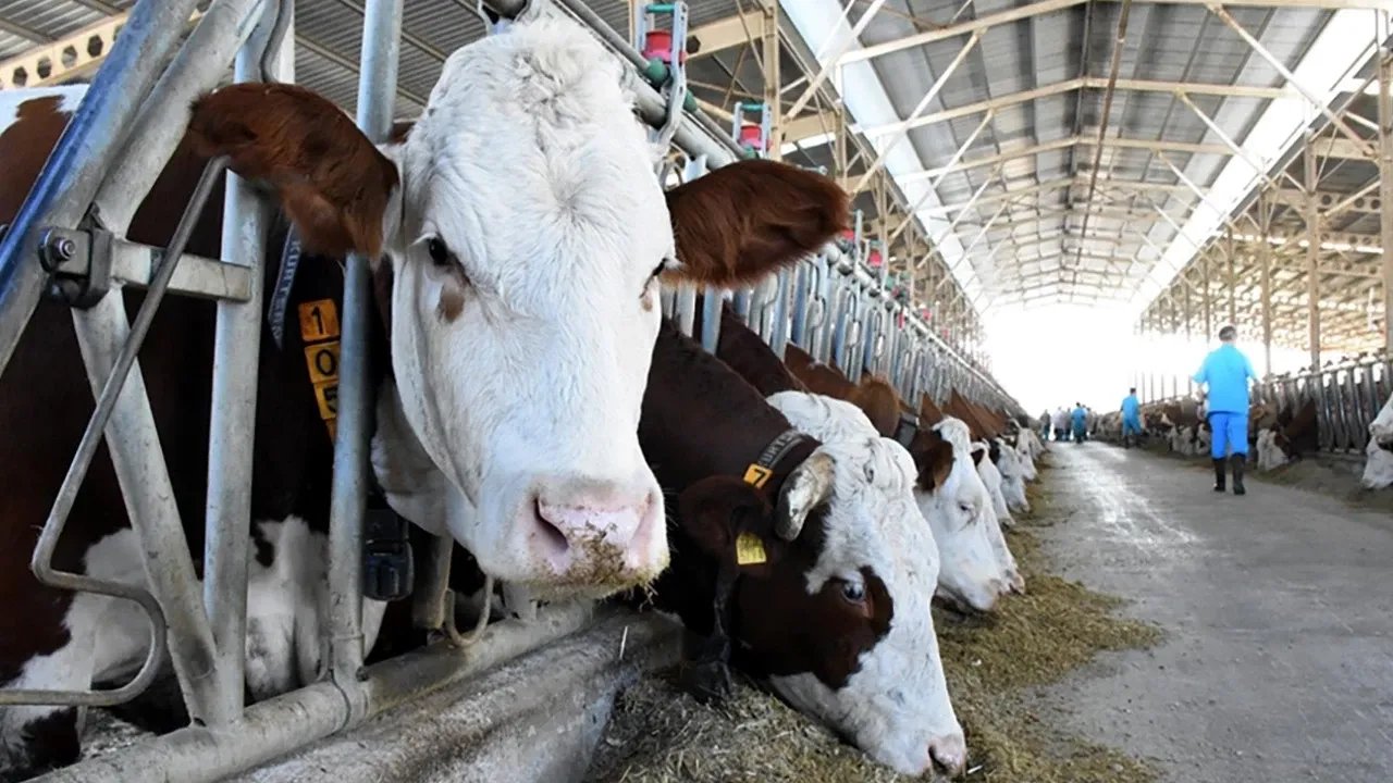 Kırsalda Bereket Hayvancılığa Destek Projesi Devam Ediyor mu? Bakanlık Süreyi Açıkladı