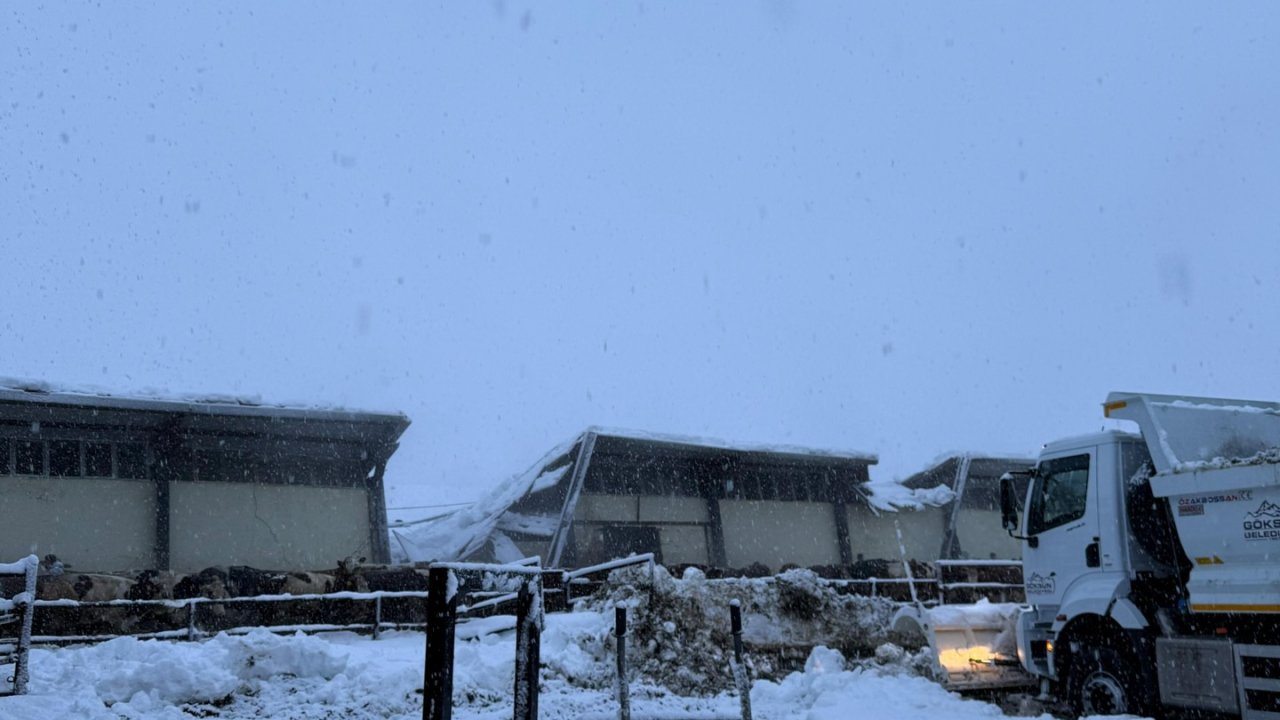 Kahramanmaraş'ta Çöken Ahırlarda 65 Hayvan Can Verdi!