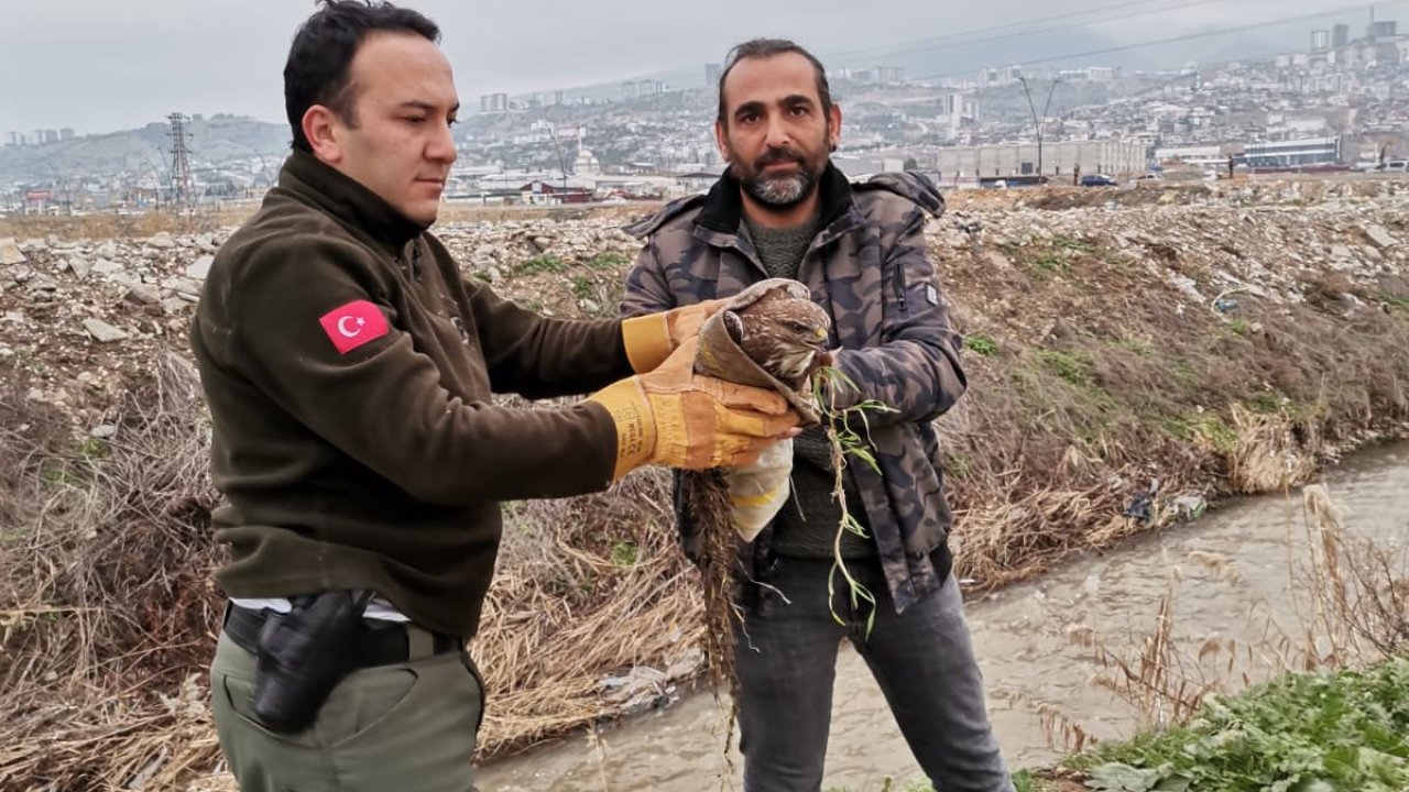 Kahramanmaraş’ta yaralı Şahine şefkat eli!