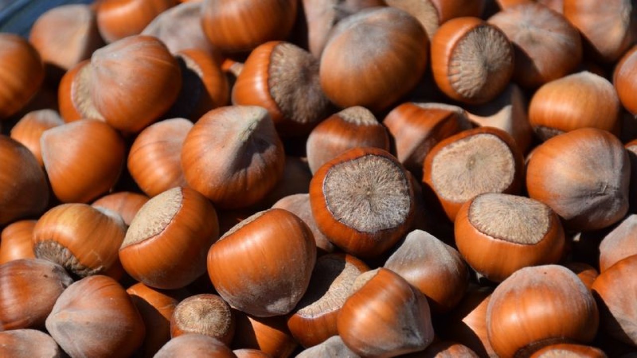 Trabzon Fındık Fiyatları 26 Ocak 2026 | Pazartesi Serbest Piyasa Güncel Liste