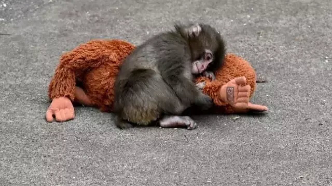 Punch maymuna ne oldu? Punch maymun hikayesi nedir?