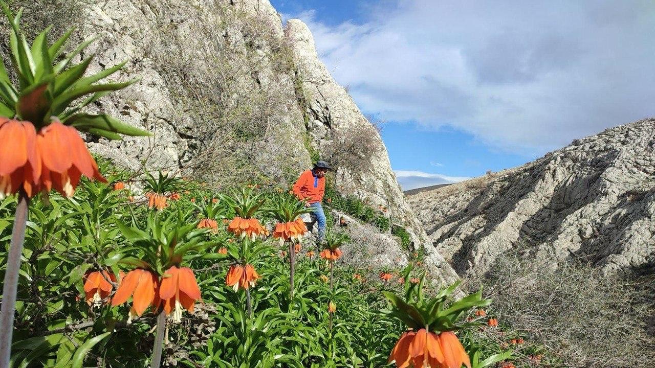 Kahramanmaraş’ta Ters  Laleler  Doğaseverleri  Büyülüyor!