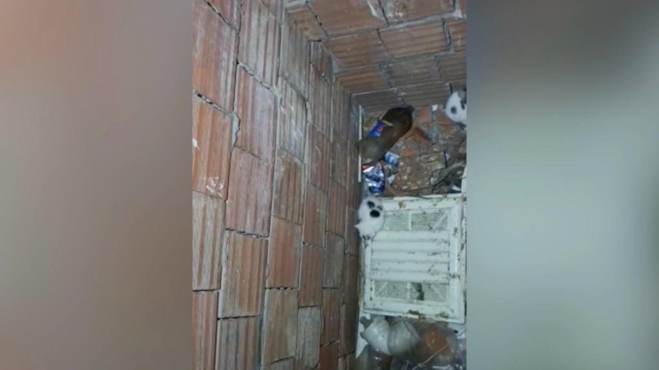 Kahramanmaraş’ta kediler için ekipler seferber oldu!