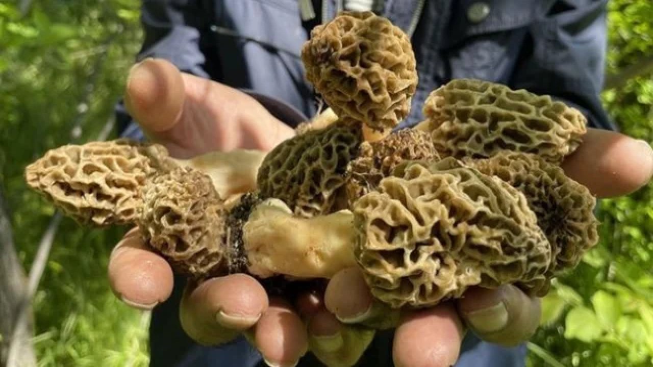 Kuzugöbeği Mantarı Nerede Bulunur? Faydaları ve Yetişme Koşulları