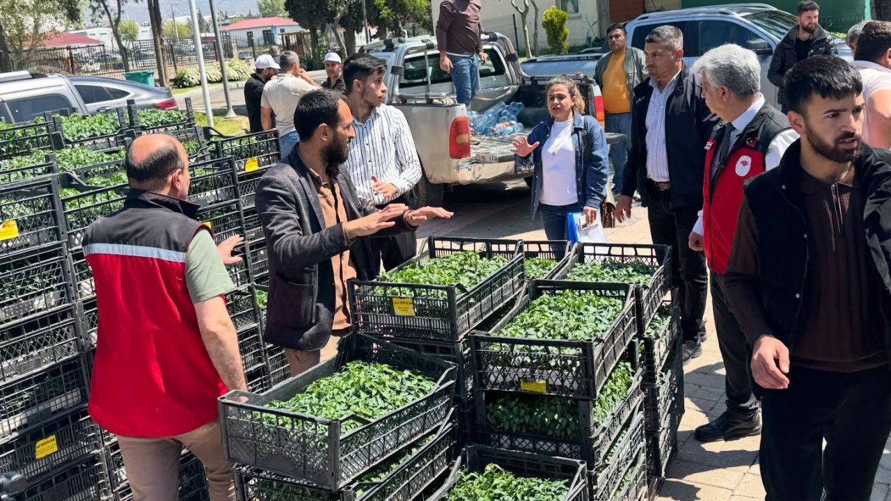 Kahramanmaraş’ta 500 Çiftçiye 650 Bin Maraş Biberi Fidesi Desteği!