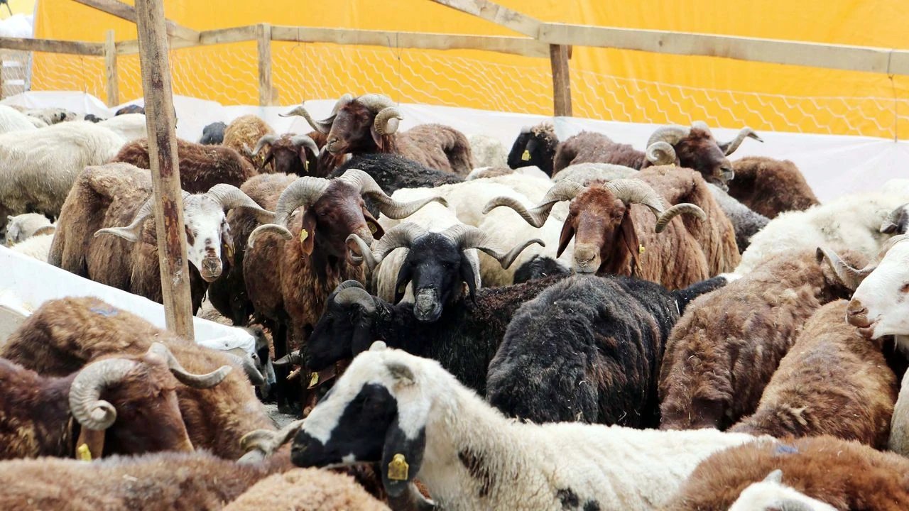 Kahramanmaraş’ta Kurbanlık Canlı Kg Fiyatları Açıklandı!