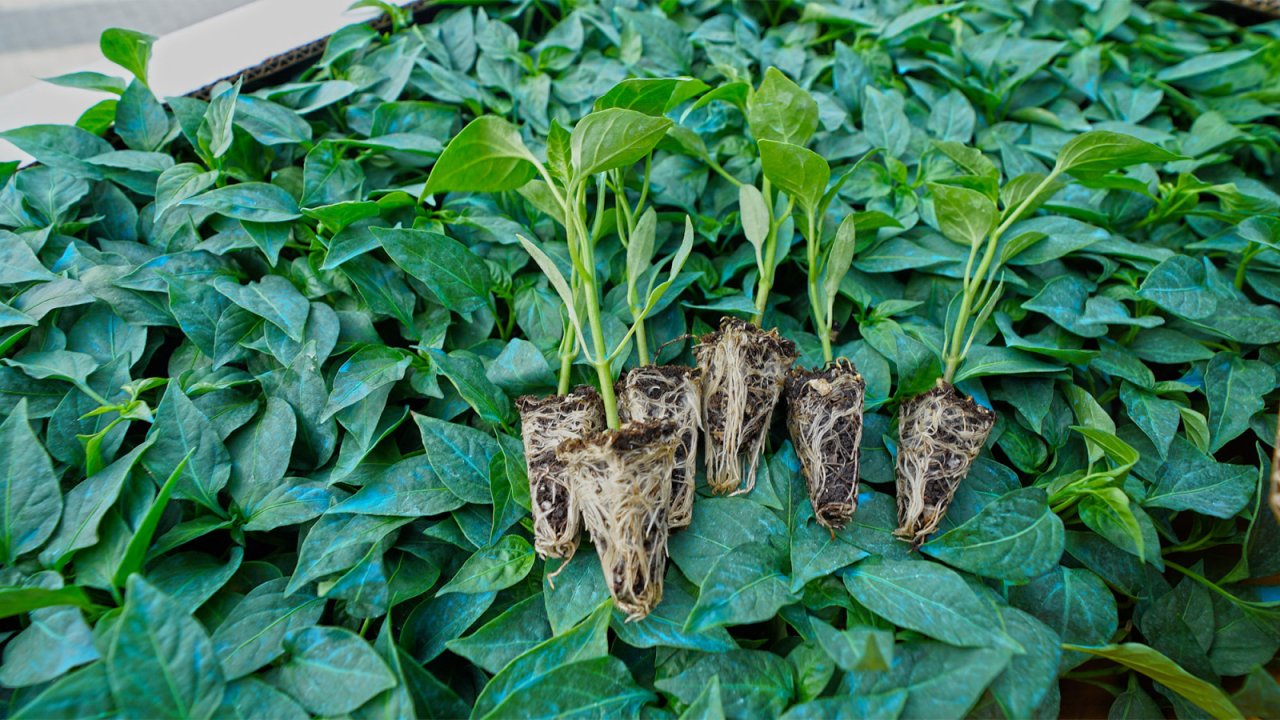 Kahramanmaraş Büyükşehir’den Üreticiye 650 Bin Hibe Biber Fidesi!