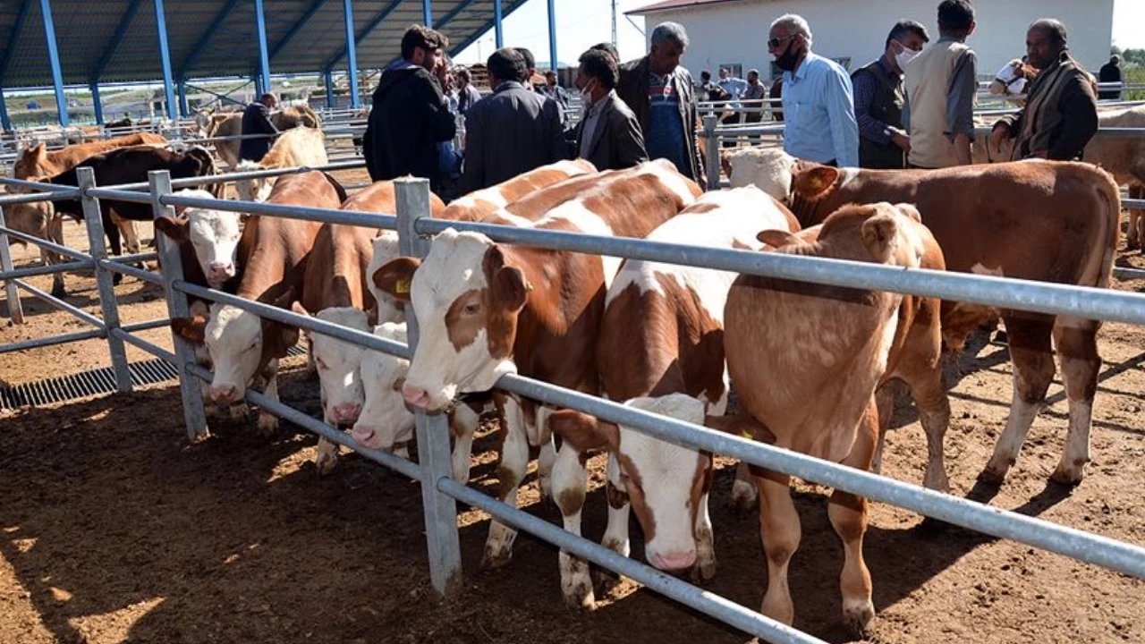 Kahramanmaraş’ta 2026 Yılı Kurbanlık Fiyatları Belli Oldu!