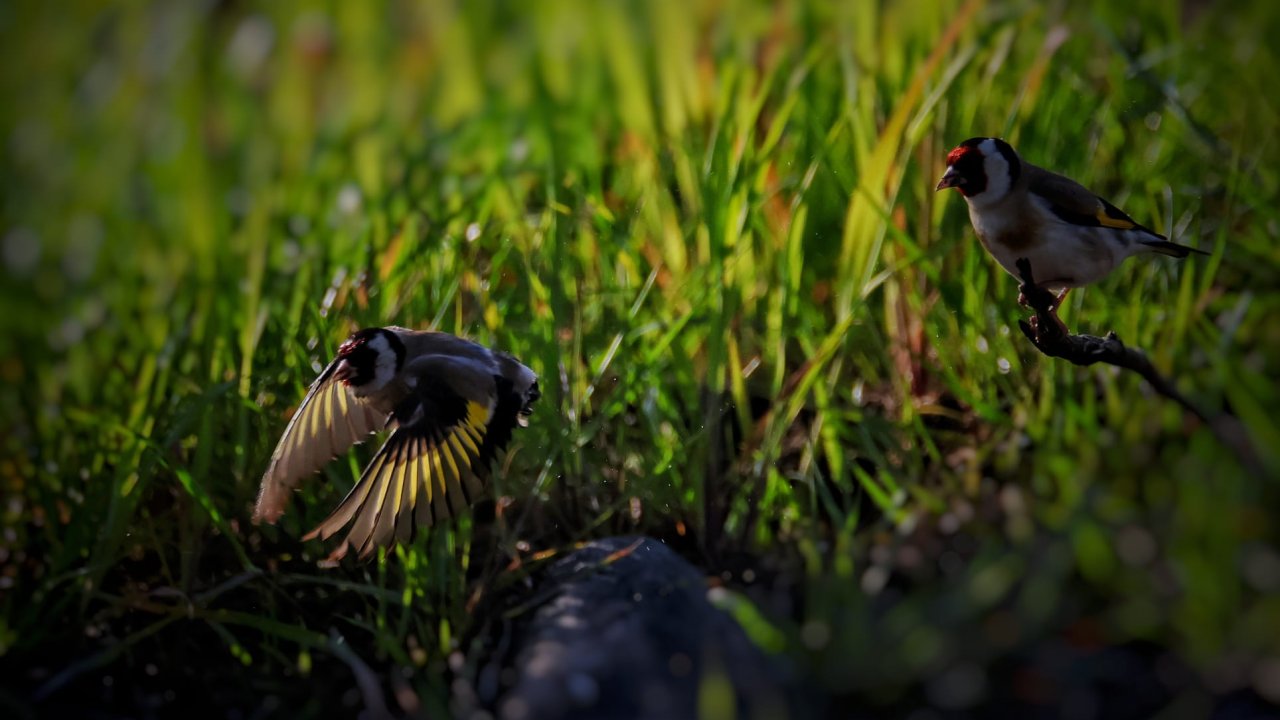 Kahramanmaraş’ta Göçmen Kuş Hareketliliği