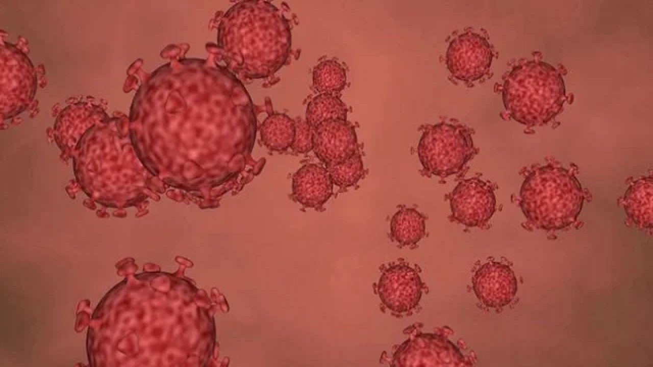 Hantavirüs nedir? Belirtileri, bulaşma yolları ve tedavisi merak ediliyor