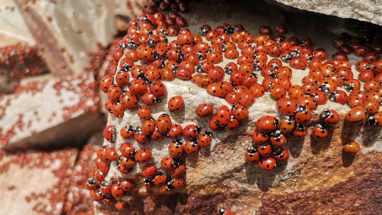Kahramanmaraş’ta Uğur Böcekleri Fotoğraflandı!