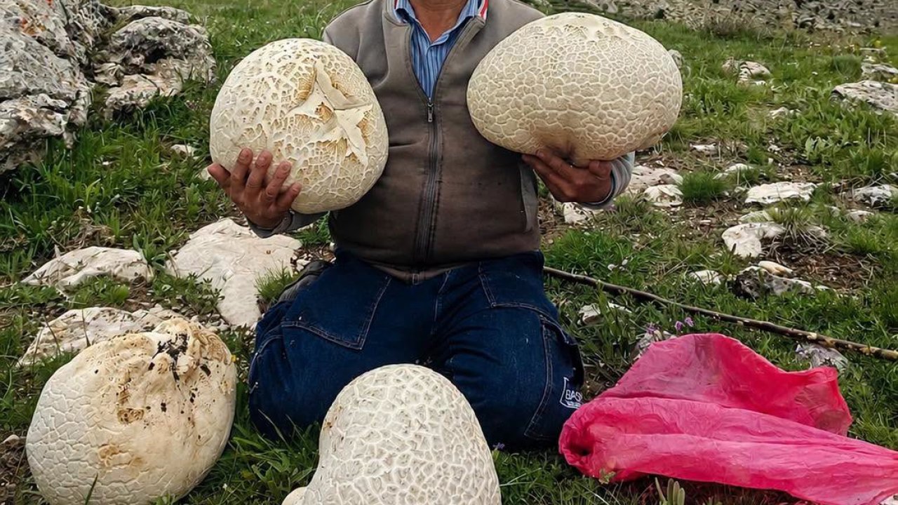 Afşin’de Dev Mantarlar Görenleri Şaşırtıyor!