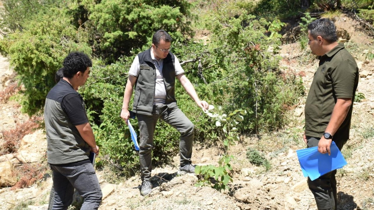 Kahramanmaraş’ta Gelir Getiren Ağaçlandırma Hamlesi! Binlerce Fidan Toprakla Buluştu
