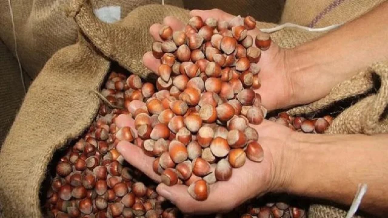 2026 Fındık Fiyatı Açıklandı mı? TMO Fındık Alım Fiyatları Ne Zaman Duyurulacak? İşte Son Durum
