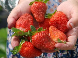 Türkiyenin İlk Açıkta Çilek Hasadına Silifkede Başlandı