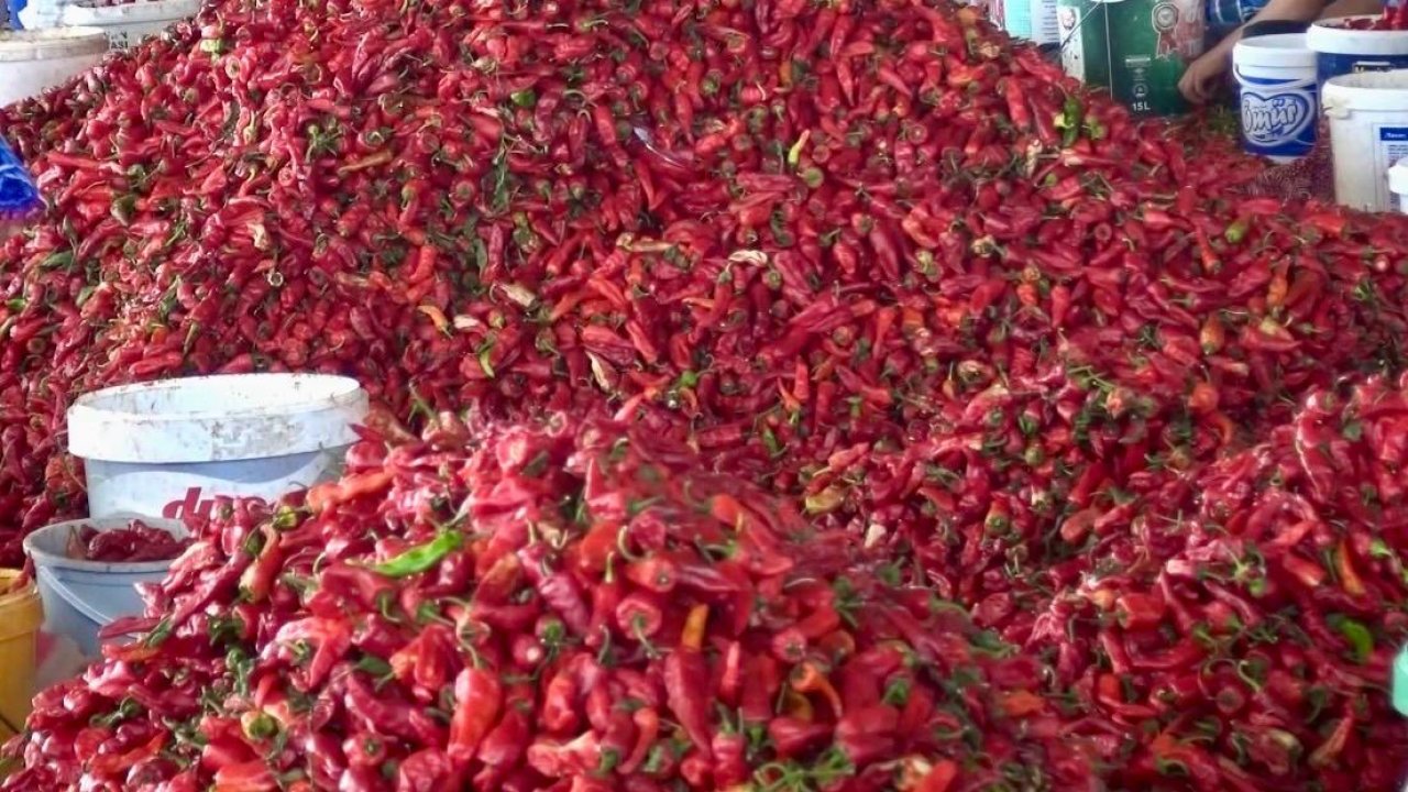 Kahramanmaraş’ta 12 bin 500 ton pul biber bekleniyor!