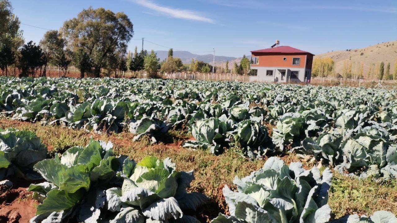 Kahramanmaraş’ta dev lahanalar yola çıktı!