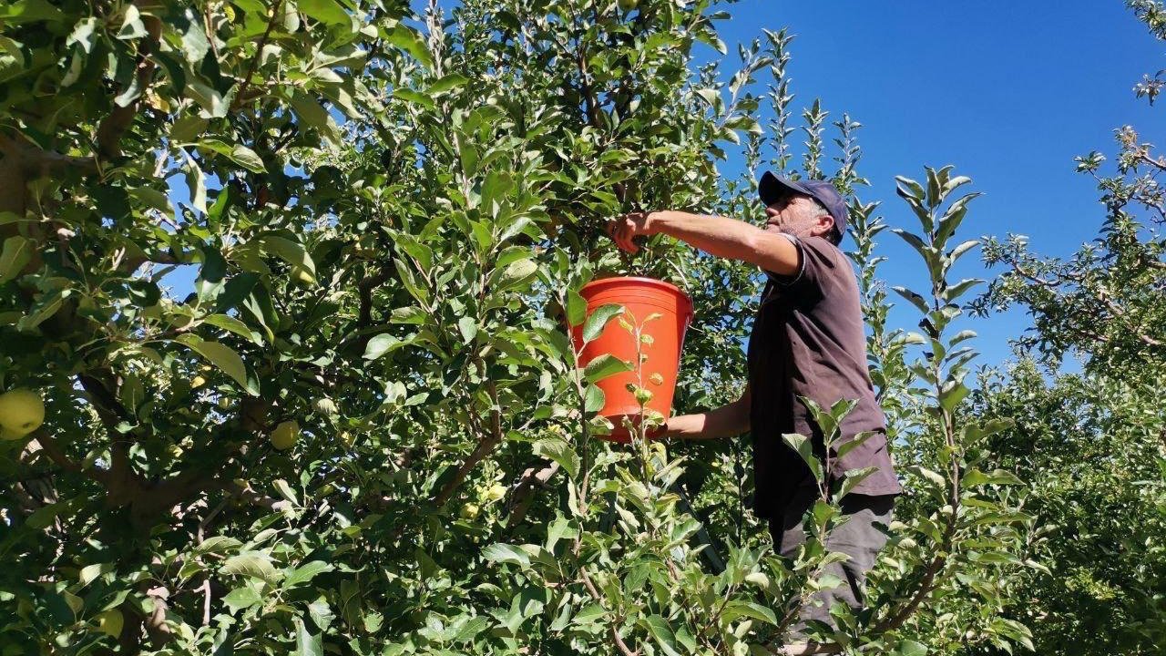 Kahramanmaraş'ta 60 Bin Ton Elma Rekoltesi Bekleniyor!