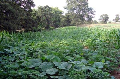 Zehir tarlasına jandarma baskını