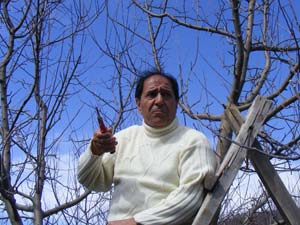 Elma bahçelerinde uygulamalı budama tekniği