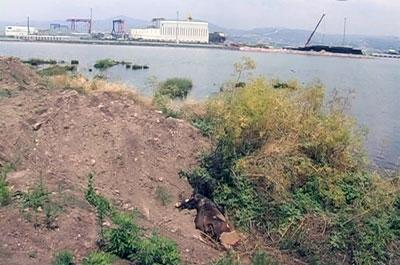 Kocaelinde çevre felaketi