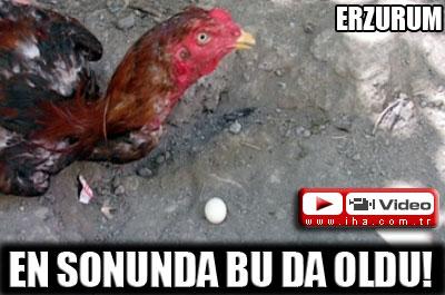 Horoz yumurtladı!
