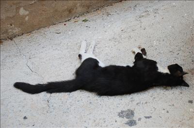 Bunu yapan insan olamaz!  