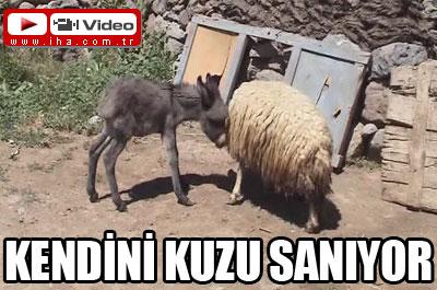 Minik sıpa kendini kuzu sanıyor