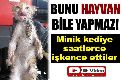 Minik kediye saatlerce işkence ettiler