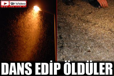 Sakarya, kelebeklerin istilasına uğradı