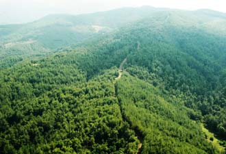 Doğal bitki örtüsü ilçeye katkı sağlıyor