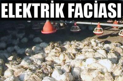 Elektrik kesildi, 3 bin piliç telef oldu