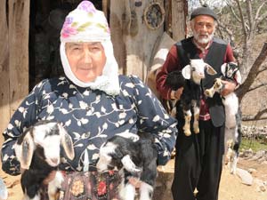 Dikenli Mezrası Köy Olmayı Bekliyor