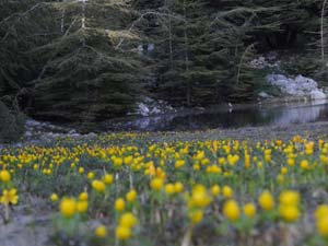 Kahramanmaraş’taki Geyik Göleti