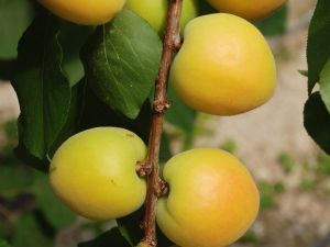 Silifkede Yılın İlk Kayısı Hasadı Yapıldı