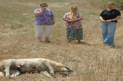 Adanada köpek katliamı