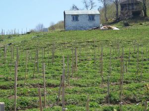 Ordu’da Likapa Fidanları Filiz Verdi
