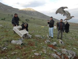 600 keklik doğaya bırakıldı