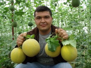 Kavun Hasadına Başlandı